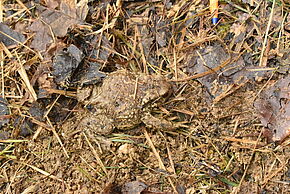 Crapaud épineux femelle - Agrandir l'image, fenêtre modale