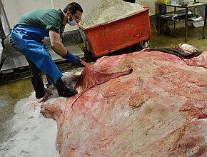 Agrandir l'image, fenêtre modale