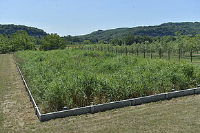Agrandir l'image, fenêtre modale