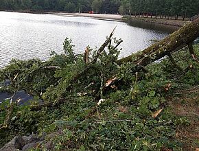 Un arbre couché au bord de l'étang de St Estèphe - Agrandir l'image, fenêtre modale