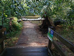 Un arbre couché sur un chemin autour de l'étang de St Estèphe - Agrandir l'image, fenêtre modale