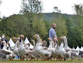 Agrandir l'image, fenêtre modale