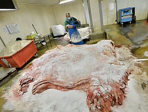 Agrandir l'image, fenêtre modale