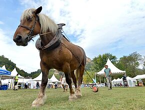 Agrandir l'image, fenêtre modale