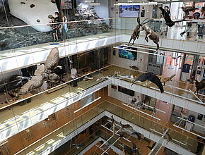 Agrandir l'image, fenêtre modale